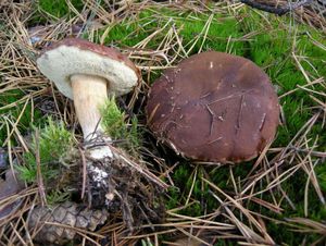 Klikni pro velký obrázek