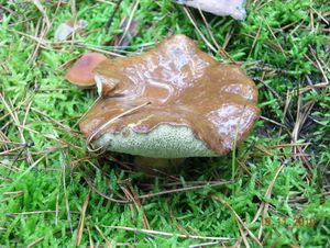 Klikni pro velký obrázek