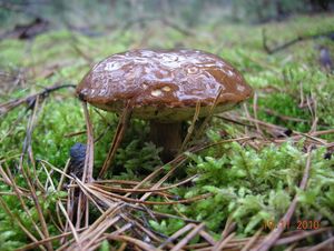 Klikni pro velký obrázek