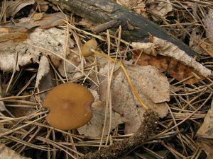 Klikni pro velký obrázek