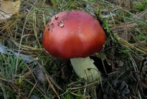 Klikni pro velký obrázek