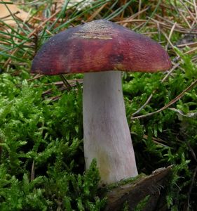 Klikni pro velký obrázek