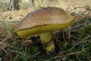 Klikni pro velký obrázek