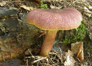 Klikni pro velký obrázek