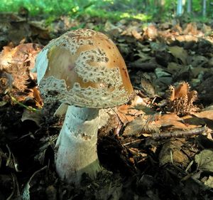 Klikni pro velký obrázek