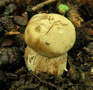 Klikni pro velký obrázek