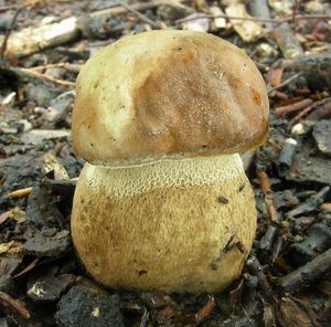 Klikni pro velký obrázek