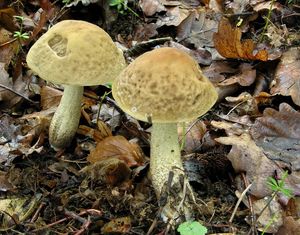 Klikni pro velký obrázek