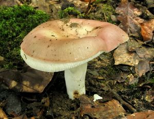 Klikni pro velký obrázek