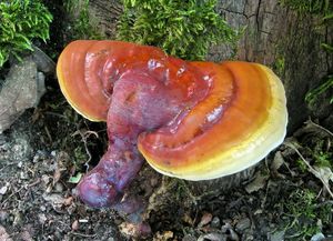 Lesklokorka lesklá - Ganoderma lucidum (Curtis) P. Karst. 1881