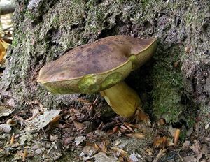 Klikni pro velký obrázek