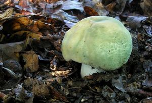 Klikni pro velký obrázek