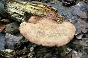 Klikni pro velký obrázek