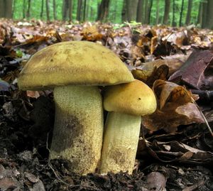 Klikni pro velký obrázek