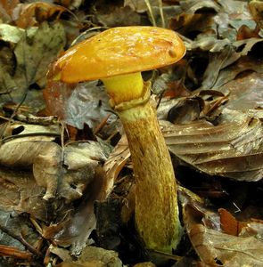 Klikni pro velký obrázek