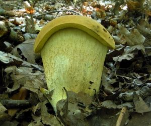 Klikni pro velký obrázek