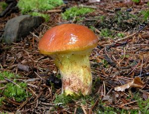 Klikni pro velký obrázek