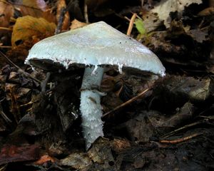 Klikni pro velký obrázek