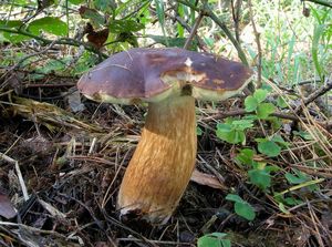 Klikni pro velký obrázek