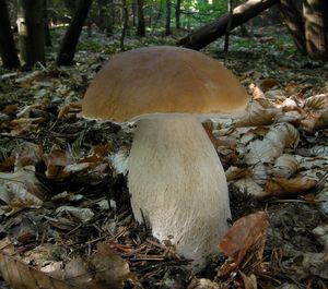 Hřib smrkový - Boletus edulis Bull. 1782