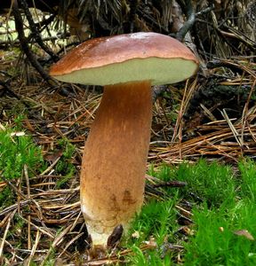 Klikni pro velký obrázek