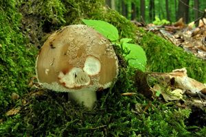 Klikni pro velký obrázek