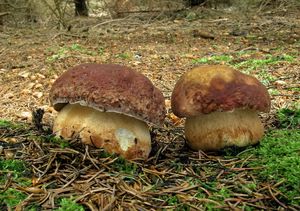 Klikni pro velký obrázek