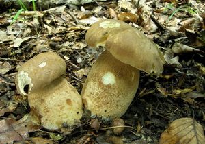 Klikni pro velký obrázek