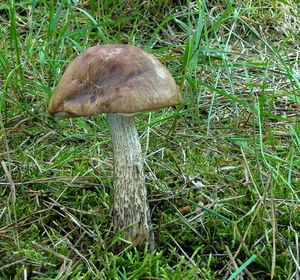 Klikni pro velký obrázek