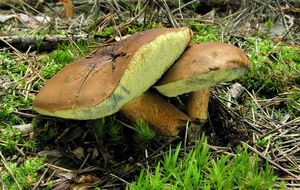 Klikni pro velký obrázek