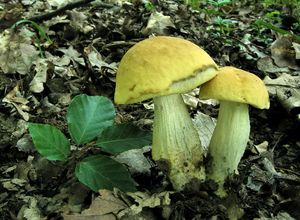 Klikni pro velký obrázek