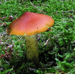 Klikni pro velký obrázek