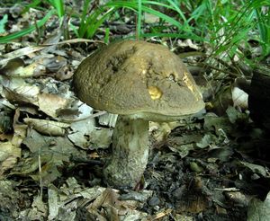 Klikni pro velký obrázek