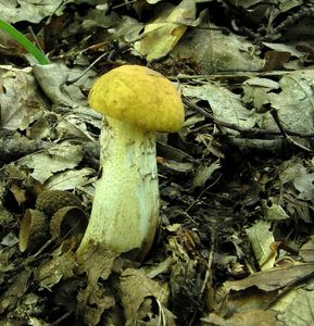 Klikni pro velký obrázek