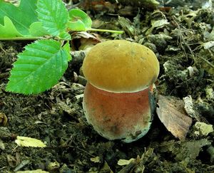 Klikni pro velký obrázek