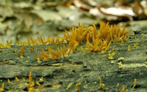 Krásnorůžek rohovitý - Calocera cornea (Batsch) Fr. 1827