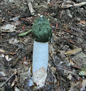 Klikni pro velký obrázek