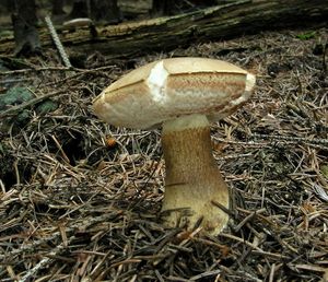 Klikni pro velký obrázek