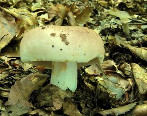 Klikni pro velký obrázek