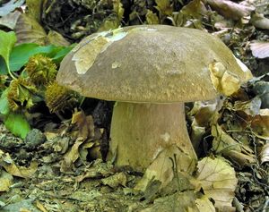 Klikni pro velký obrázek