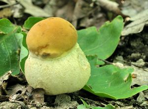 Klikni pro velký obrázek