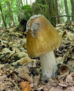 Klikni pro velký obrázek