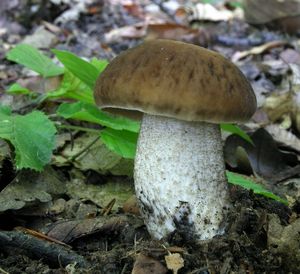 Klikni pro velký obrázek