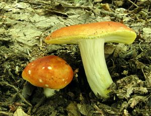 Klikni pro velký obrázek