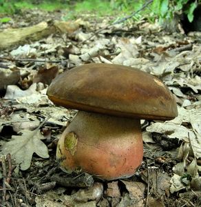 Klikni pro velký obrázek