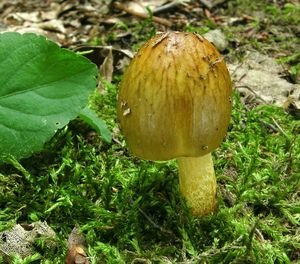 Klikni pro velký obrázek