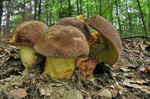 Klikni pro velký obrázek