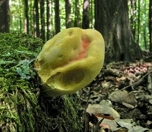 Klikni pro velký obrázek