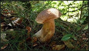 Klikni pro velký obrázek