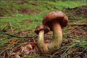 Klikni pro velký obrázek